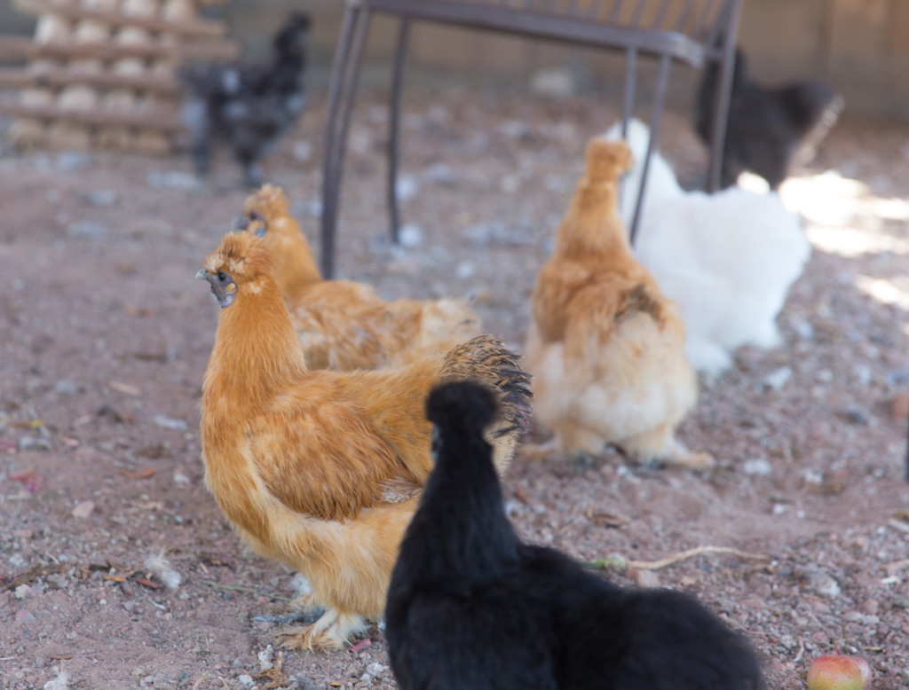 Santa Fe Sunrise Springs chickens