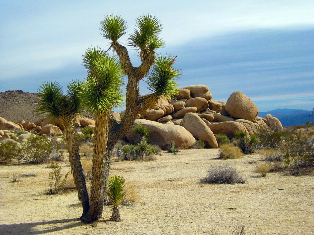 National Forest Joshua Tree Joshua Tree Rocks Park